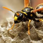 GD Guêpes et frelons