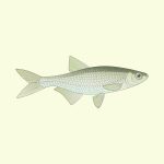 Association de pêche « A l’étang de la Basse Ville »