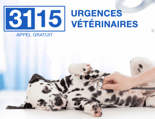 Urgences Vétérinaires – numéro gratuit