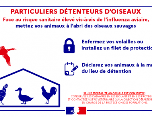 Mesures de sécurité renforcées en période de risque élevé d&rsquo;influenza aviaire